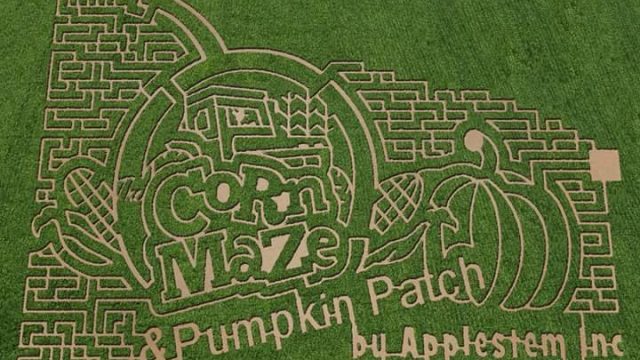 Applestem Corn Maze & Pumpkin Patch